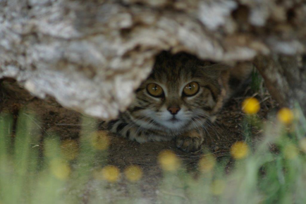 Diva Black Footed Cat