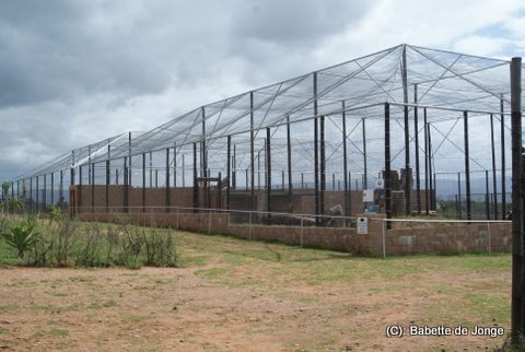 serval enclosure