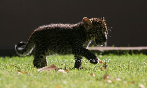 Felicia Leopard