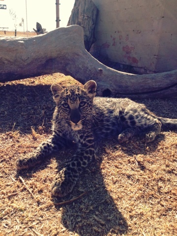 Felicia the Leopard