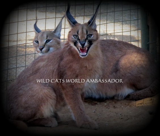 Caracal Leo