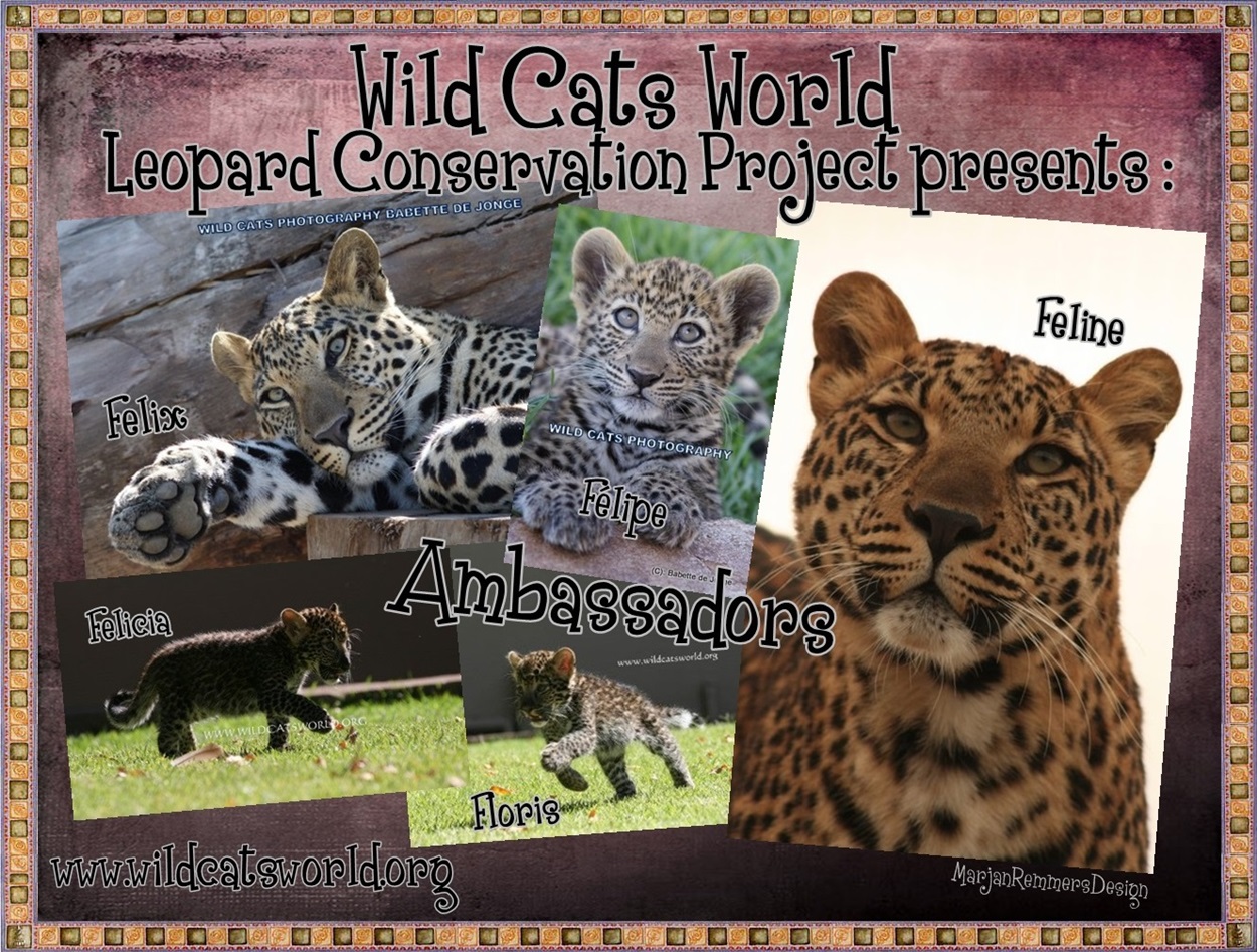 Leopard Conservation