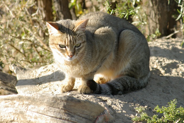 Louise African Wild Cat