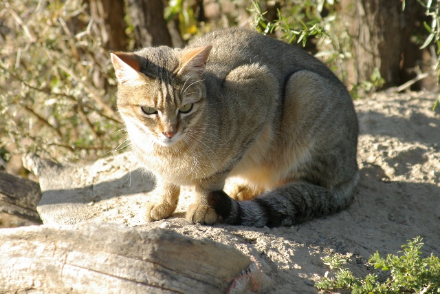 african wild cat