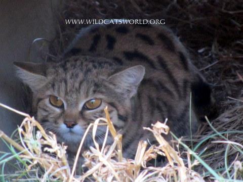 Diva Black Footed Cat