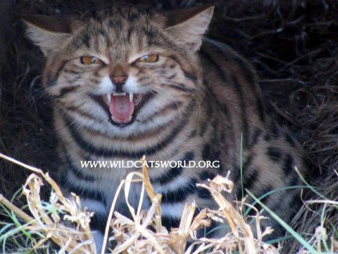 Black Footed Cat