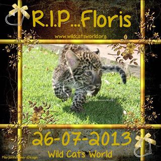 RIP Floris the Leopard