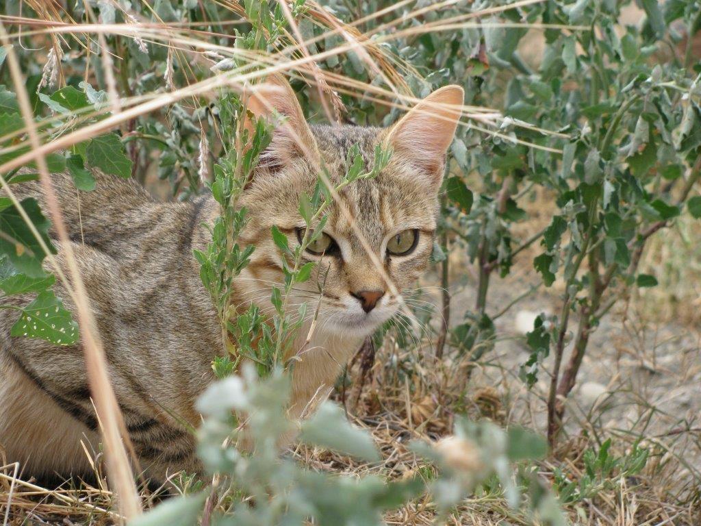 African Wild Cat