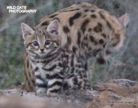 Diva and Boy: A devoted black-footed cat mother and her kitten