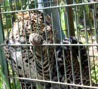 Javan leopard release program – update July 30