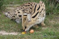 Servals to our sanctuary