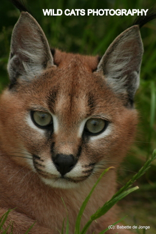 Nina caracal