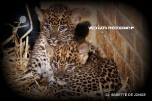 Sri Lankan leopard (Panthera pardus kotiya)