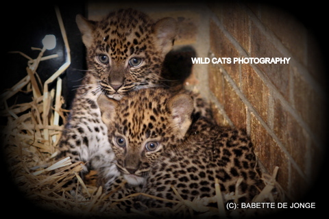 Sri Lankan leopard (Panthera pardus kotiya)