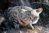 Black-footed cat females give birth