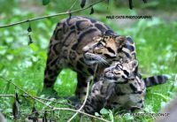 Clouded leopard cub named BATON