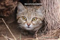 Black-footed cat females