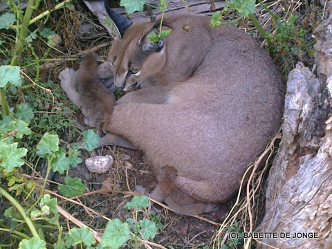 caracal_lea_cubs1