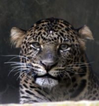 Javan leopard release project – update November 7, 2014