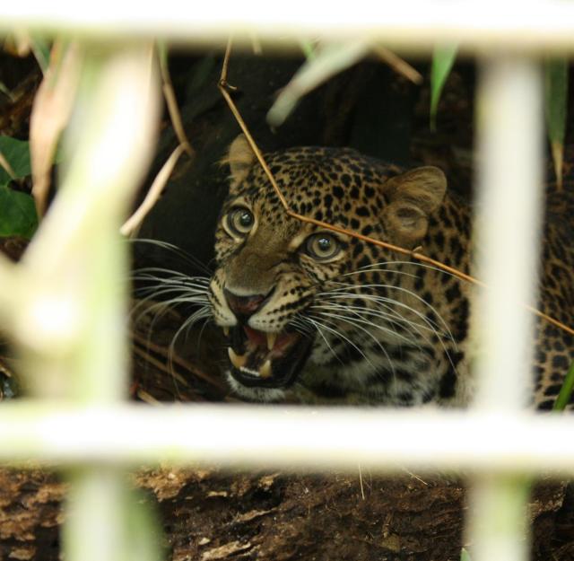 Javan leopard Dimas