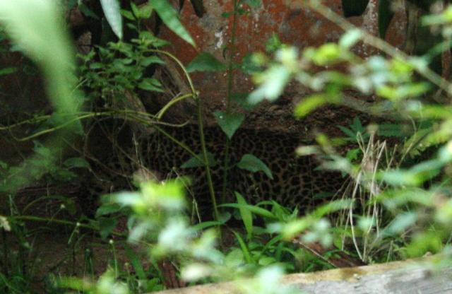 Javan leopard Sawal