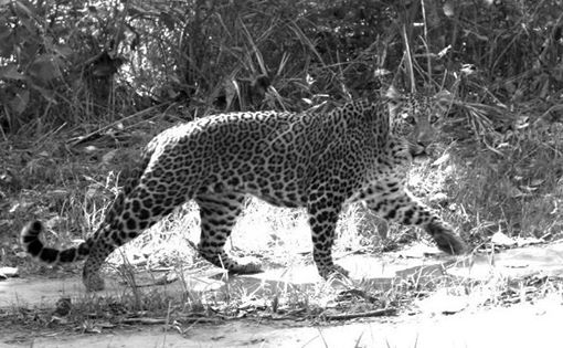 leopardmichigan