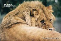 Canned Hunting -X- Project still going strong