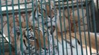 Big cats rescued from overcrowded private zoo in Mexico