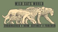 T-shirt campaign for Wild Cats World