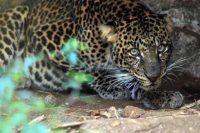 Javan Leopard Release Program: Up-date about leopards Dimas, Sawal and Ciemas, June 2015