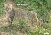 Welcome Max, African wildcat male