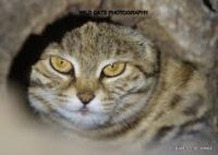 Welcome home to our black-footed cat ambassadors Blacky, Beauty and Diva