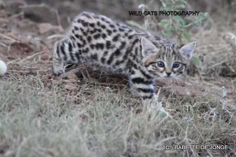 Did you know the Black-footed Cat in Namibia is threatened by extinction?