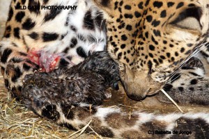 leopardbirth