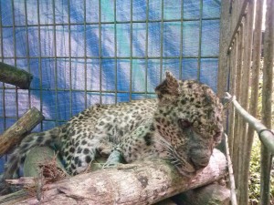 javan leopard