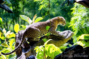 Javanleopard