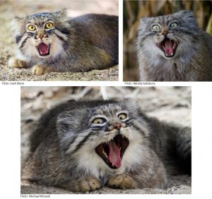 pallas-cat-funny-faces-2