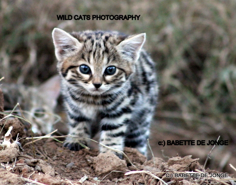 Photograph, Black-footed Cat Kitten