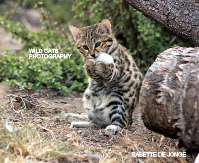 Black-footed Cat Conservation - Wild Cats World