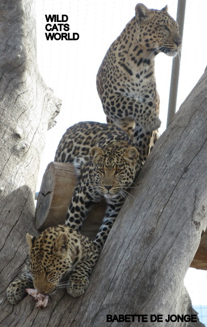 Leopards