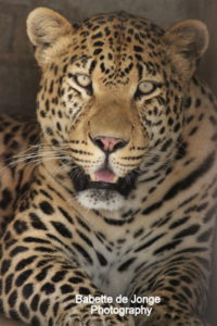 Leopard - Photography Babette de Jonge