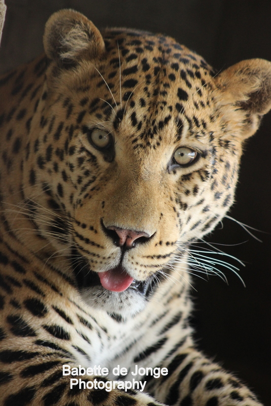Leopard - Photography Babette de Jonge