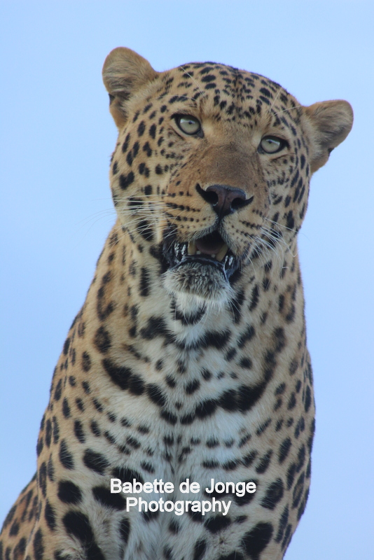 Leopard - Photography Babette de Jonge