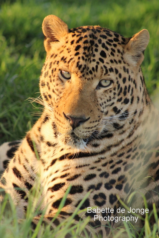 Leopard - Photography Babette de Jonge