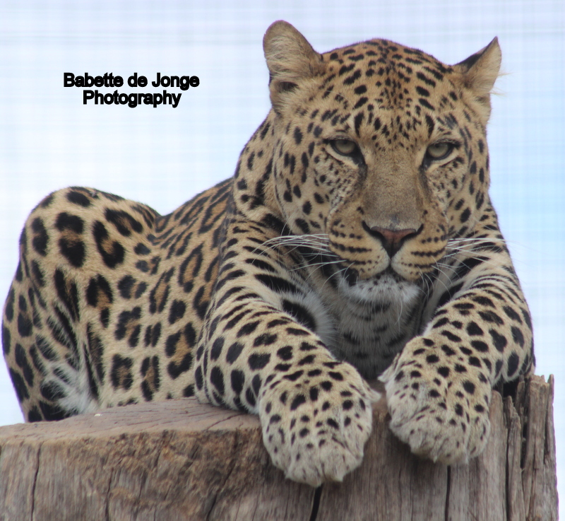 Leopard - Photography Babette de Jonge