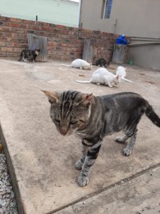 Feral cats, Cape Town, SA