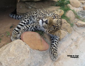 Leopard female
