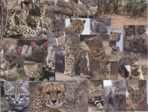 Collage big cats