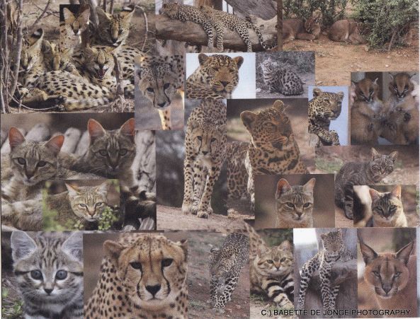 Wild cat collage