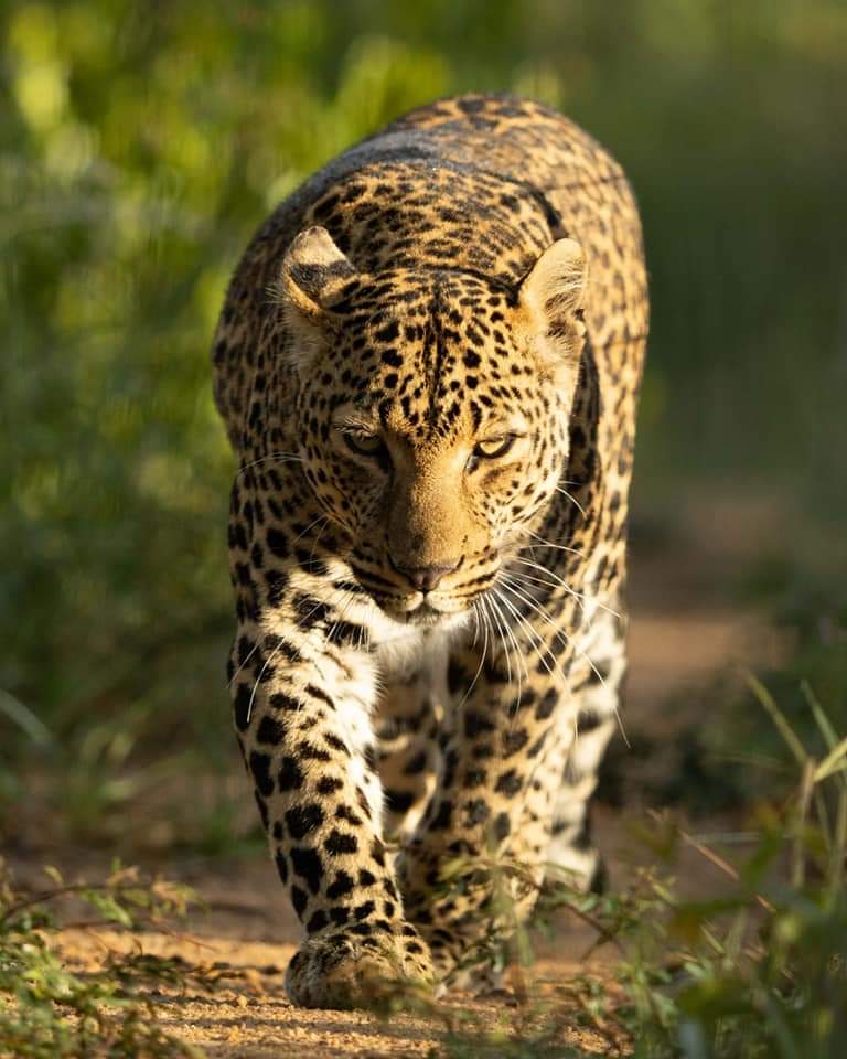 Leopard